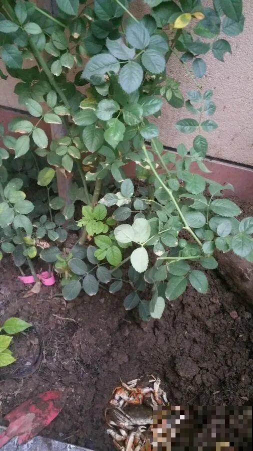 大螃蟹做花肥,秋天大补,花吃完就疯长了! 大螃蟹做花肥,秋天大补,花吃完就疯长了!