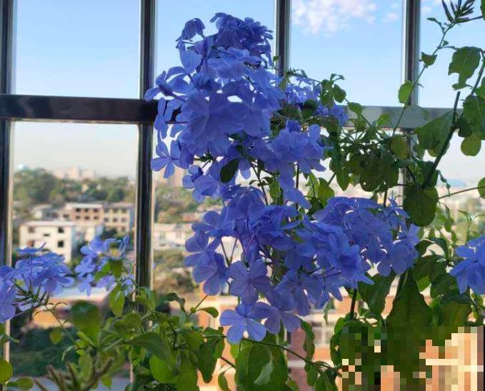 植物命名的5种方式，新奇有趣！