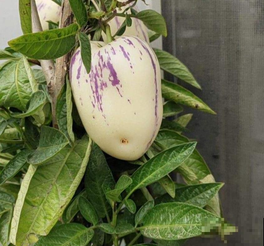 传说中的人参果，自家也能种，省老多钱了！