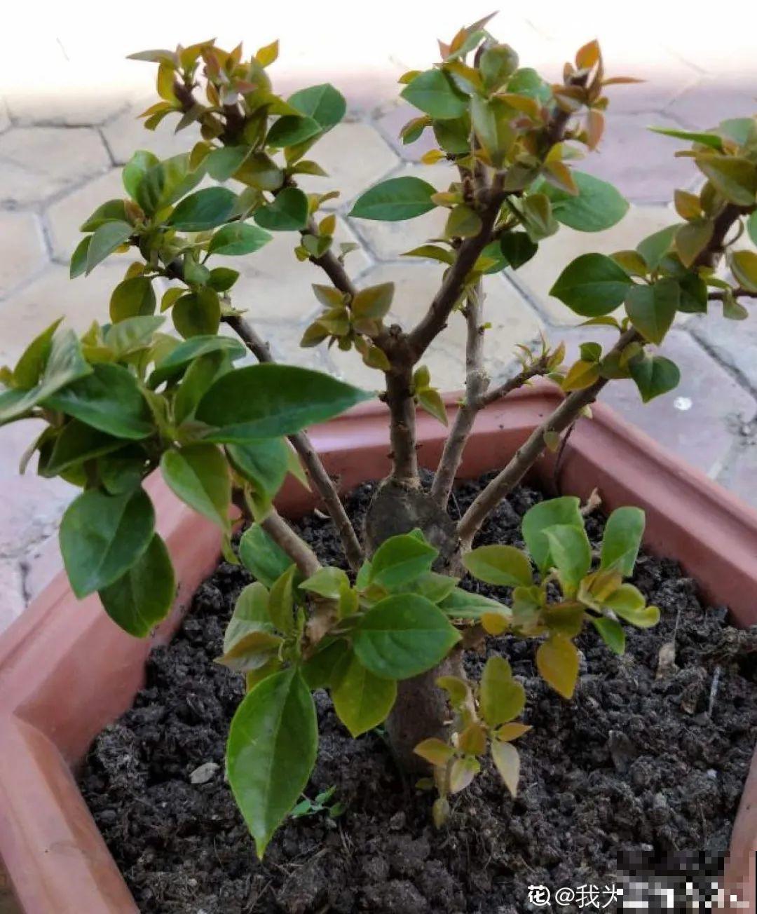 特欠剪的花,越剪越好看,花开不断! 特欠剪的花,越剪越好看,花开不断!