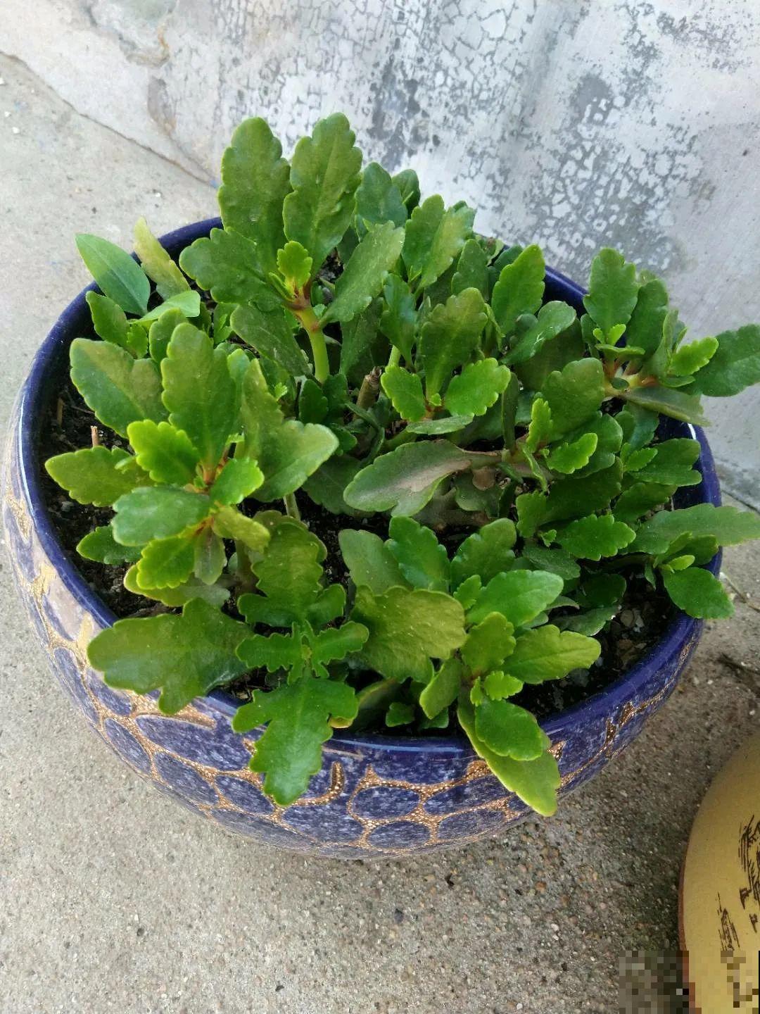 10种花少浇水，天冷容易涝根，旱一旱才长得旺