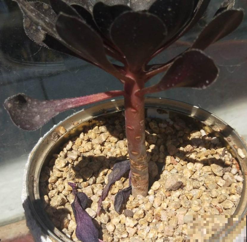 多肉撸叶有讲究，随便一撸，转头和你说拜拜！