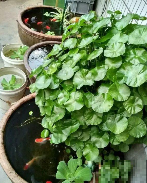 人家拆迁，我捡宝贝，花盆大缸……随便拿！