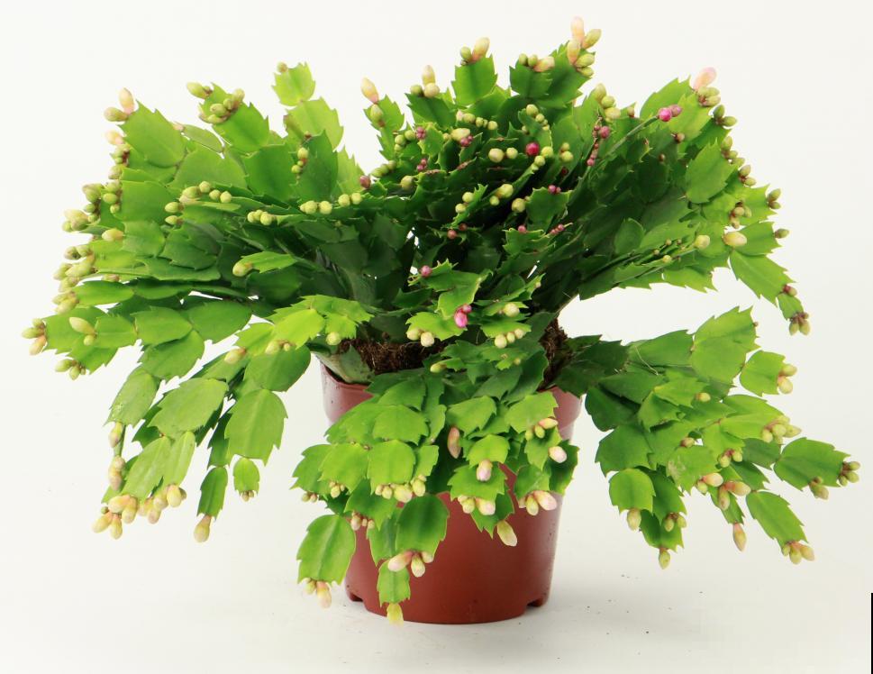 现在养蟹爪兰，1片叶子冒8朵花，下个月全开了！