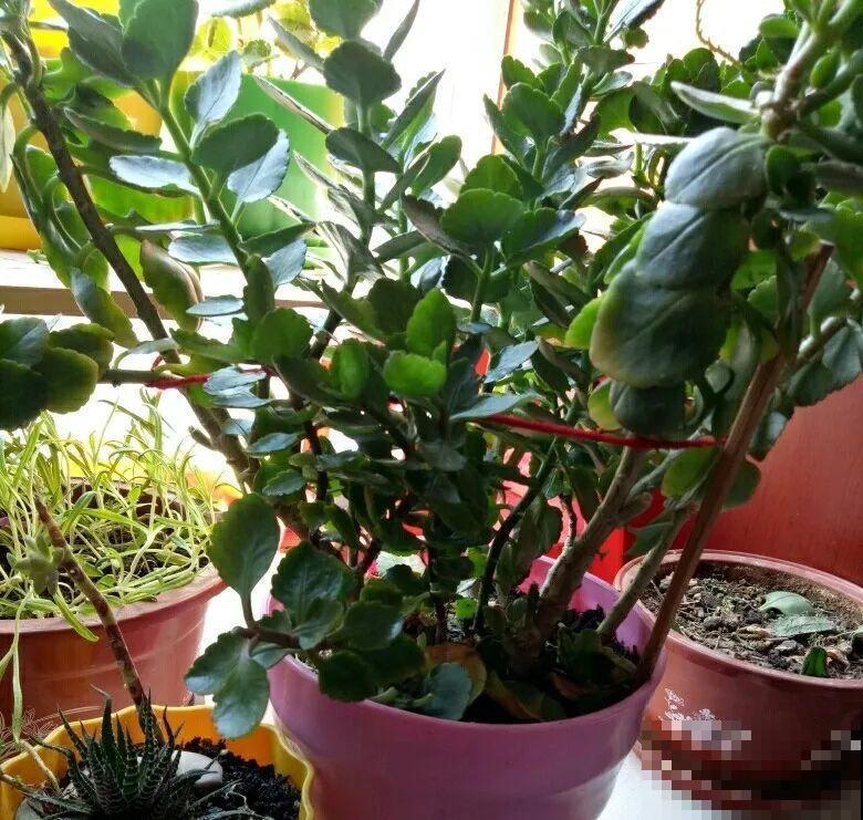 特欠剪的花,越剪越好看,花开不断! 特欠剪的花,越剪越好看,花开不断!