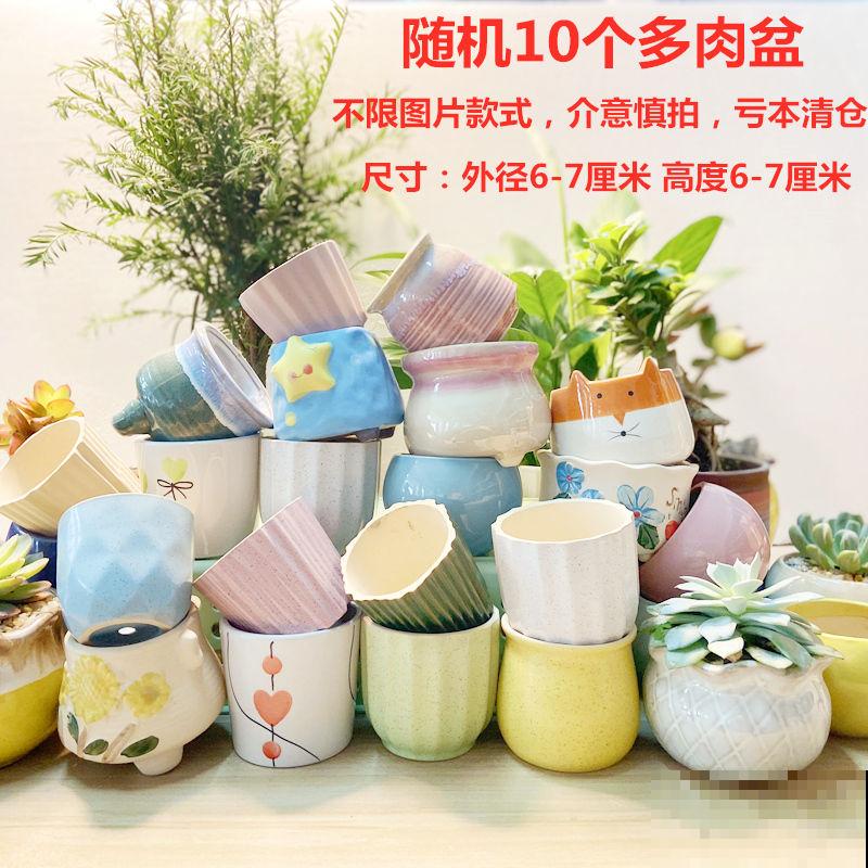 多肉卧牛,丑萌丑萌的,养起来超省心! 多肉卧牛,丑萌丑萌的,养起来超省心!