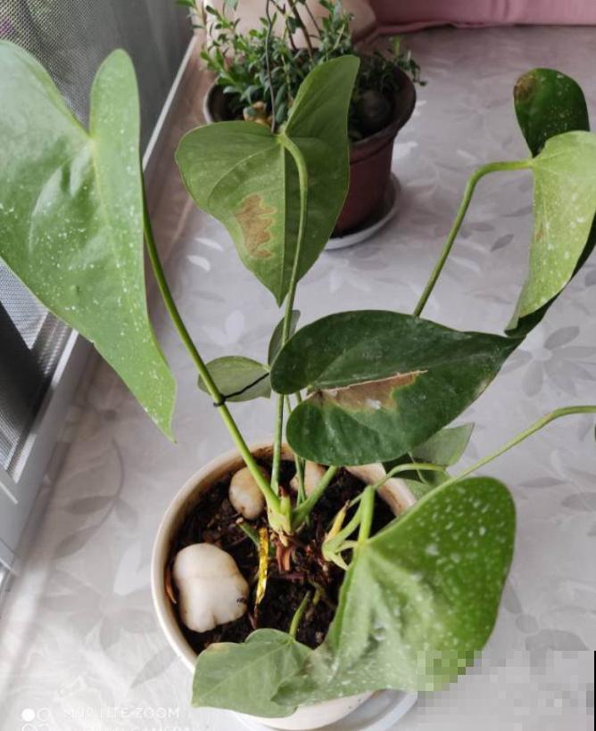 红掌长黄斑,千万别喷水,不然烂的更厉害 红掌长黄斑,千万别喷水,不然烂的更厉害