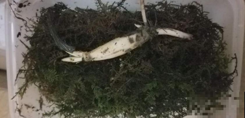 碗莲秋天这么养，来年立叶快，花开不断！