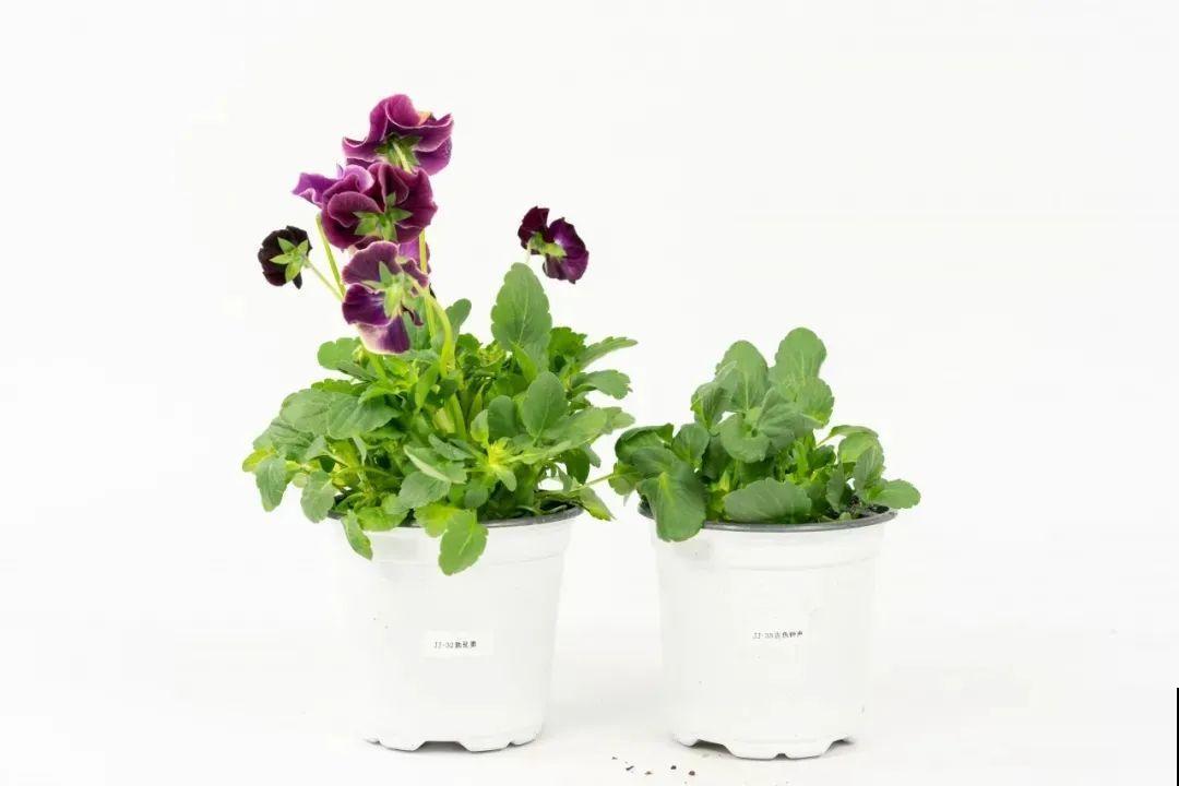 特耐寒的懒人花，-10℃冻不死，不用管也能开爆盆！