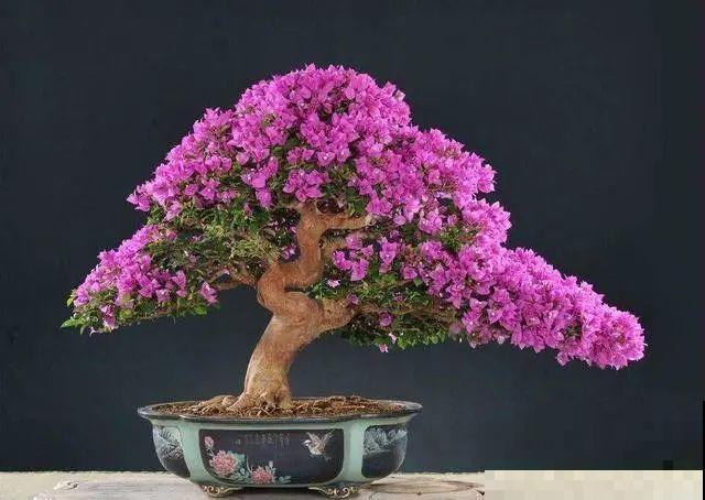 4种花养成老桩，价格能翻好几倍，开花也更多