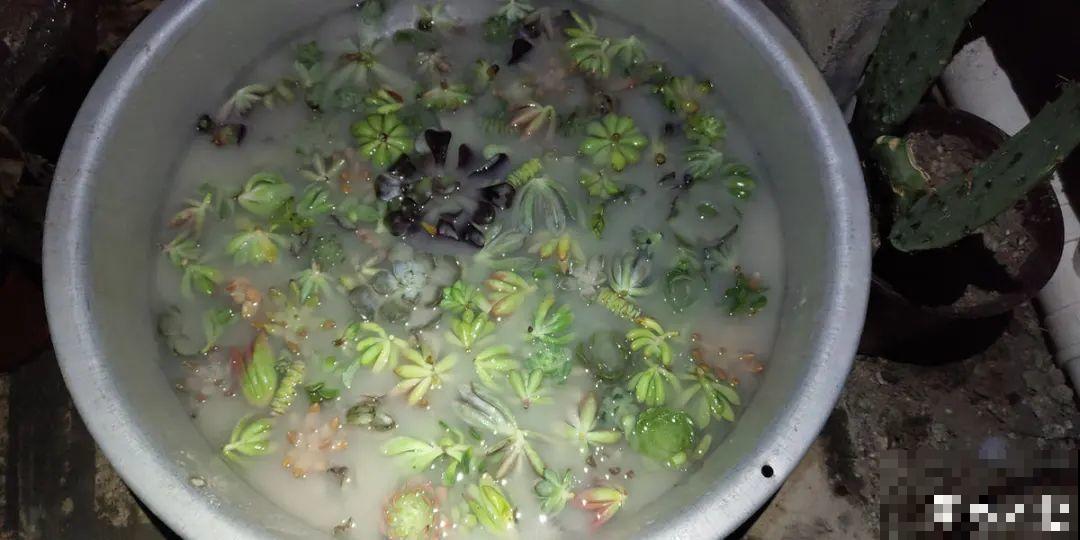 冬天扦插，只用一张塑料薄膜，就能长出小嫩芽