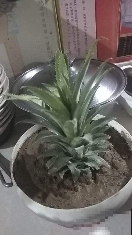 吃完的菠萝别扔，栽到土里还能活，养上几年能结果！