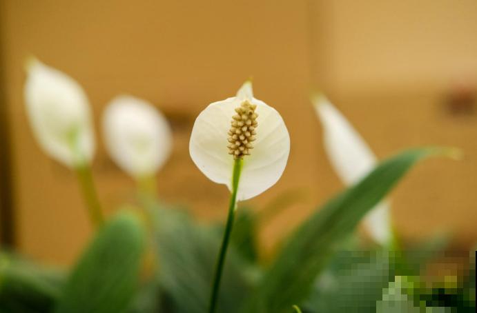 一帆风顺特怕冷，找个塑料袋，顺顺当当过冬！