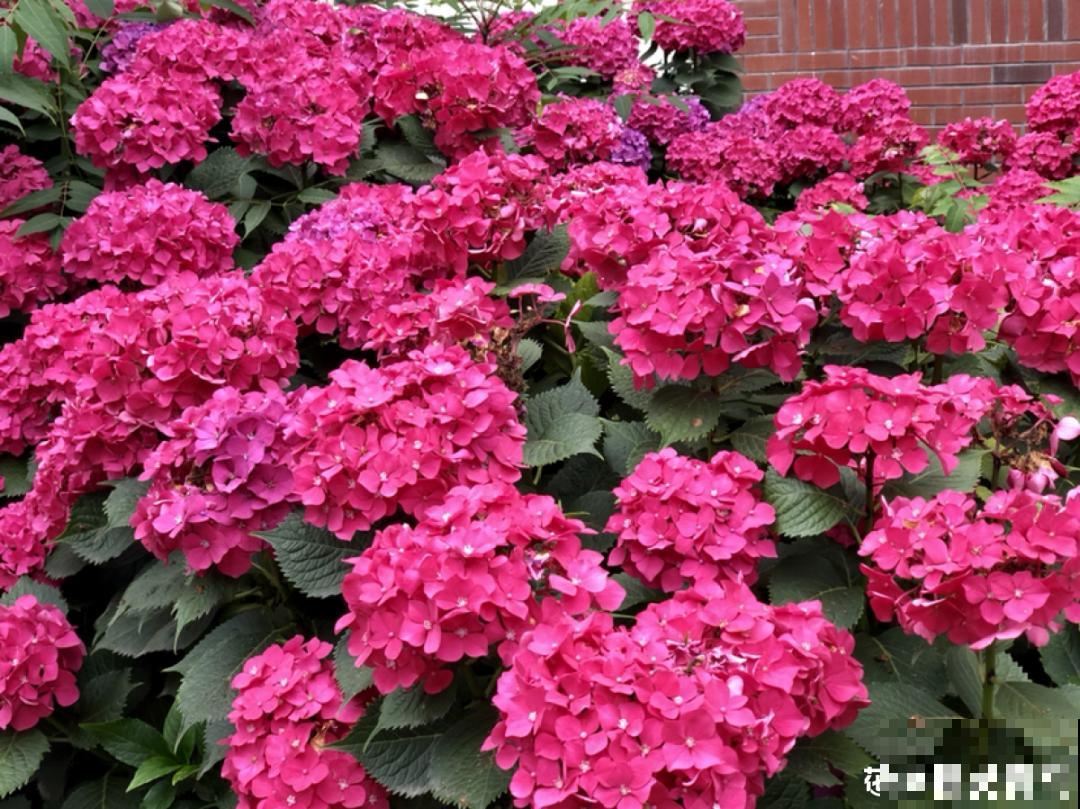 现在开始埋冬肥了,月季补一补,明年满枝爆花! 现在开始埋冬肥了,月季补一补,明年满枝爆花!