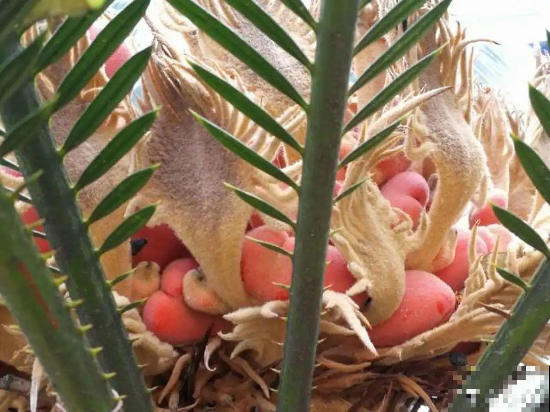 铁树开花，生了一窝“蛋”，千万别乱掏！