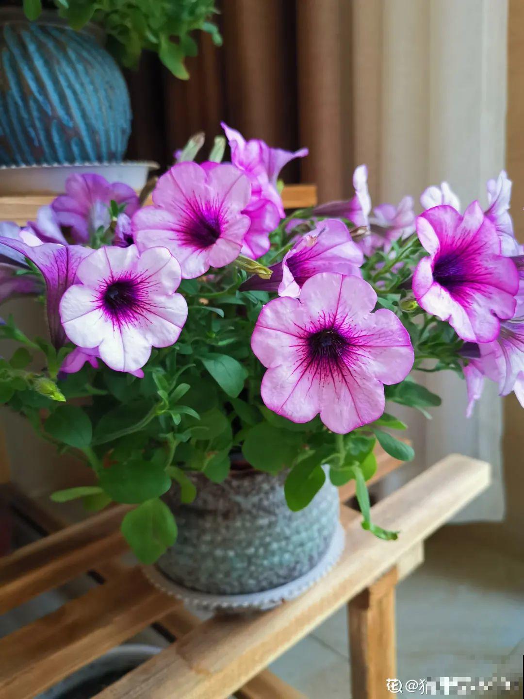 不同花卉耐寒程度不同,要根据品种来养护 不同花卉耐寒程度不同,要根据品种来养护