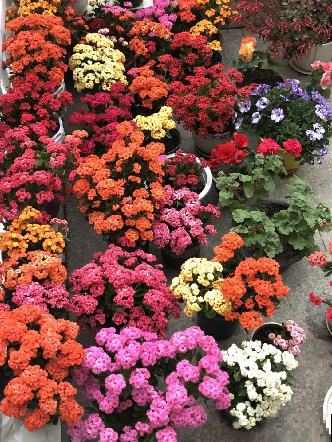 10月养花掐一掐,掐完就来花,盆都塞不下! 10月养花掐一掐,掐完就来花,盆都塞不下!