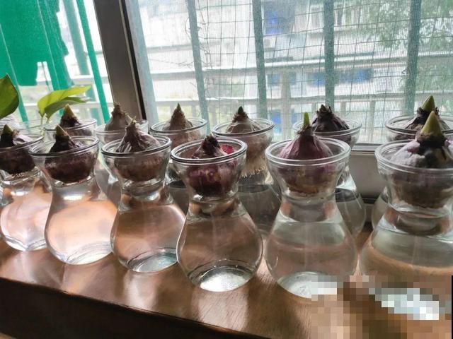 冬天就养耐阴花，没光也能开爆盆，扔角落自己疯长！