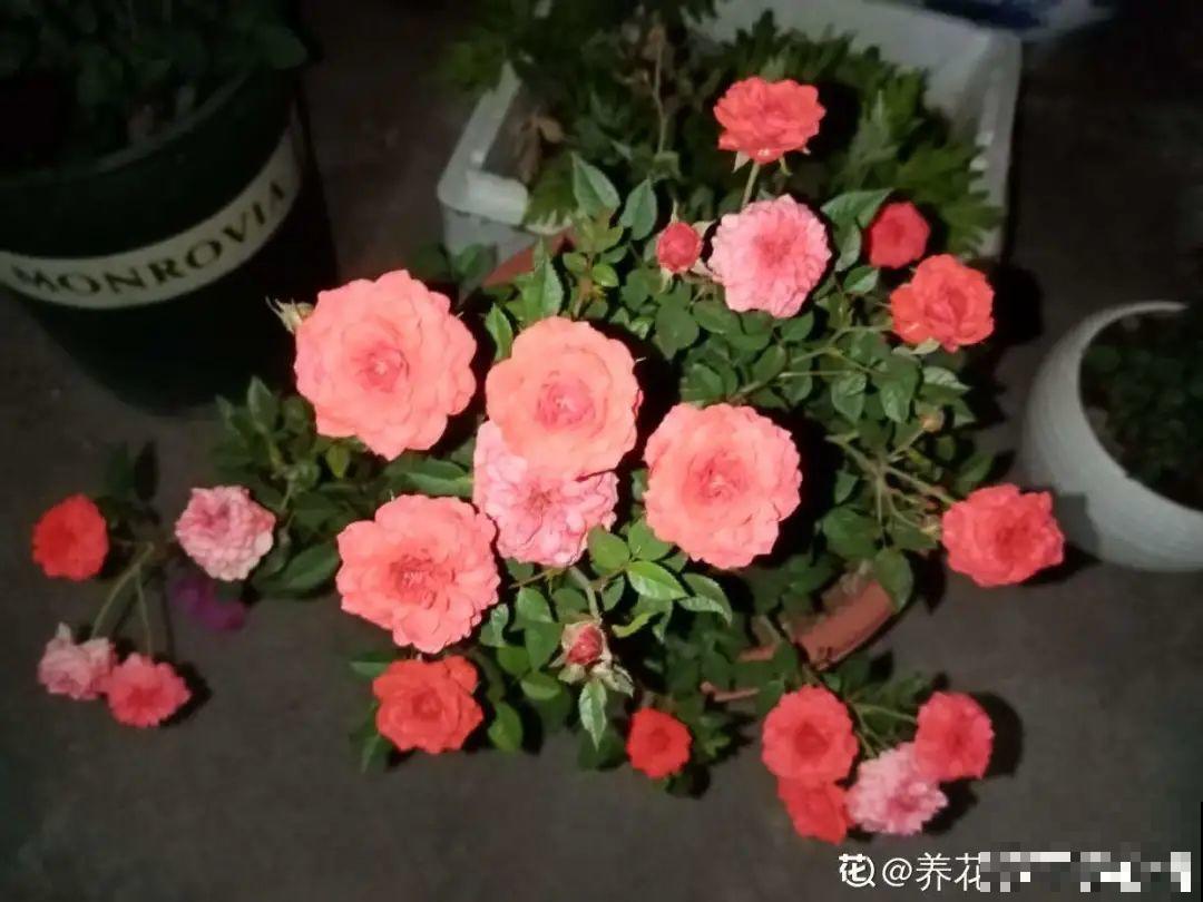 11月,千万别买这种花,养不活惹一肚子气! 11月,千万别买这种花,养不活惹一肚子气!