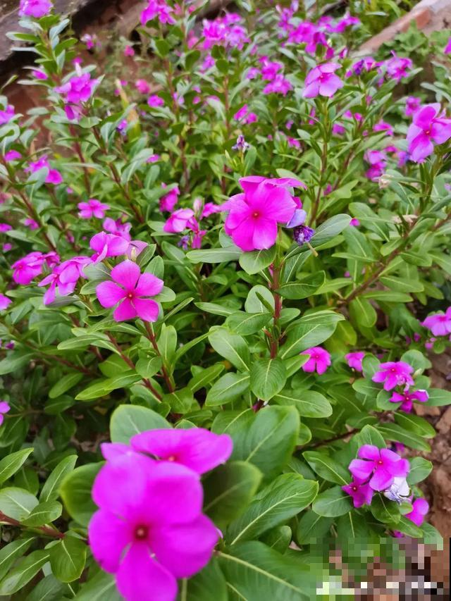 秋分后，绿化带捡种子，回家撒土里就活！