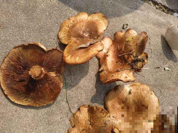 洗葡萄时加点面粉，灰尘都洗干净，吃着更放心