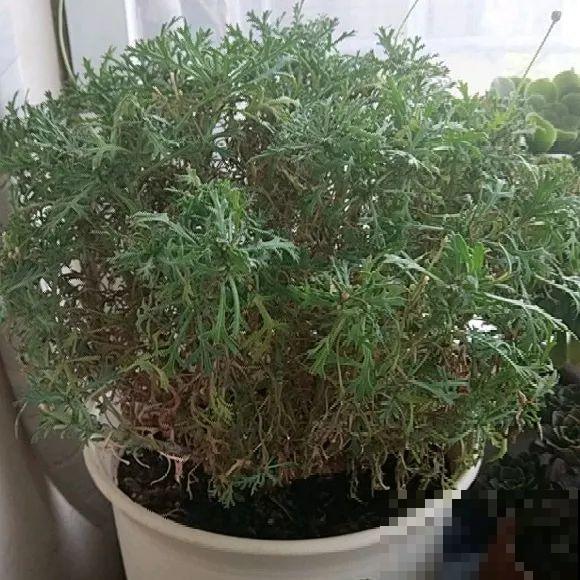 养花叶子突然发黄，赶紧救，还有希望！