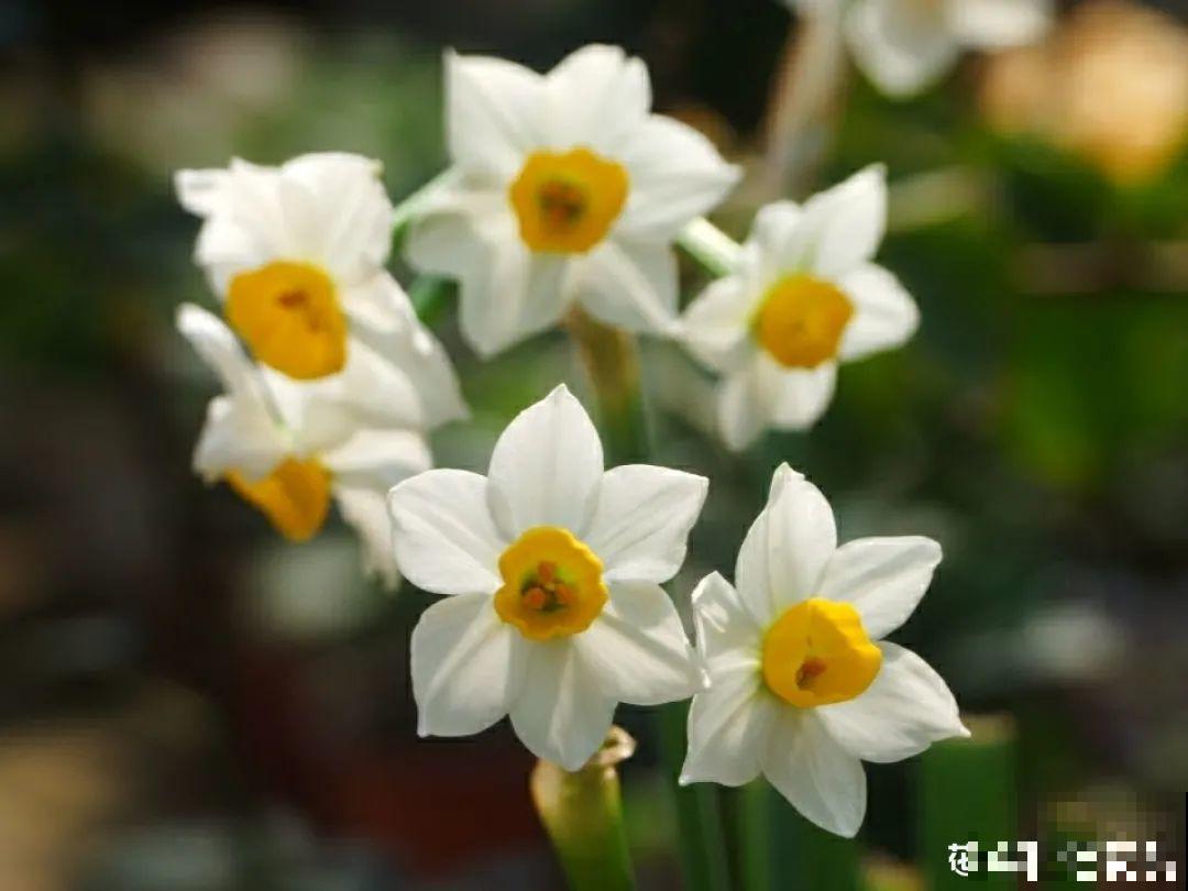 你在哪个城市，最适合养的花就是它！