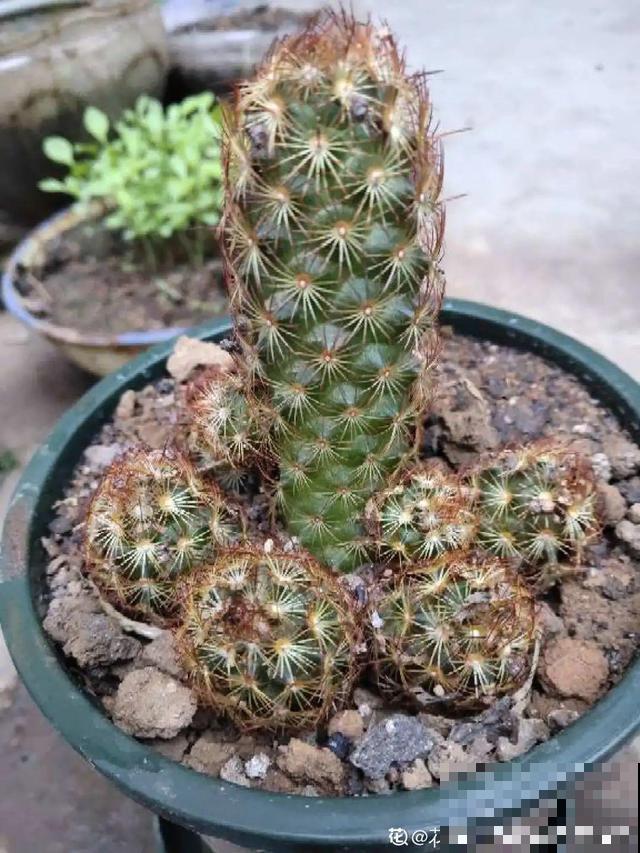 这花最娇气，叶子一喷水，立马就烂了！