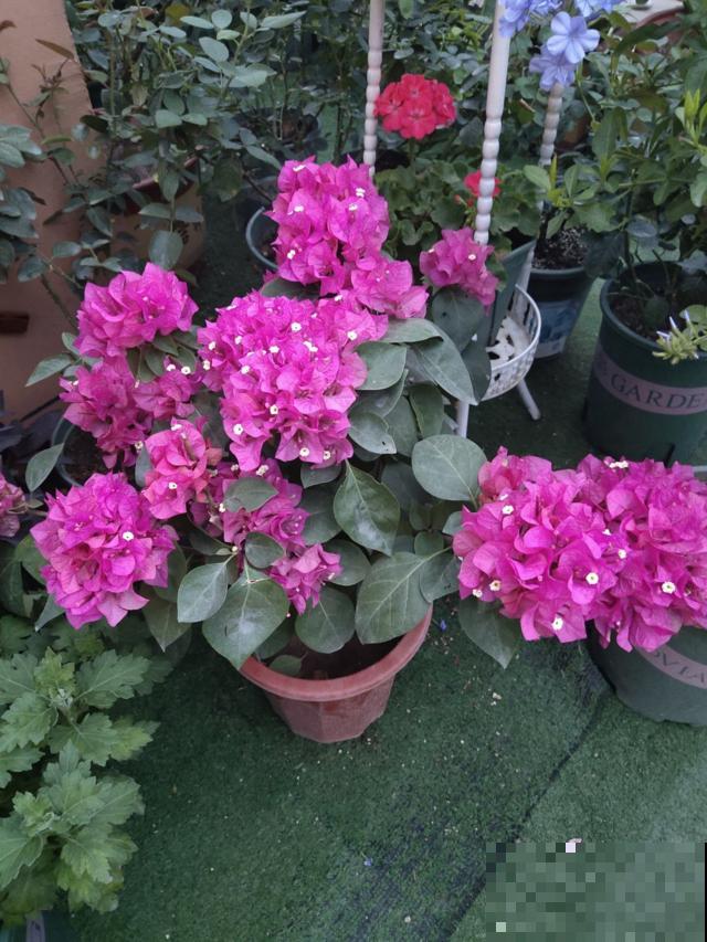 养花“中毒”后的症状，你中了几条？