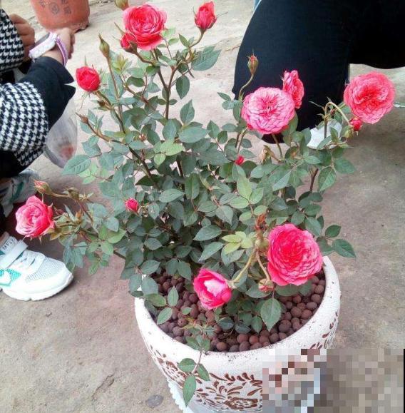 家里有异味，养上3种花，堪比香水味！