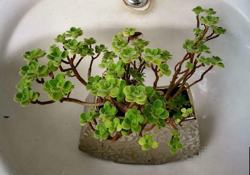 最大的长寿老桩,7年时间,养成盆景! 最大的长寿老桩,7年时间,养成盆景!