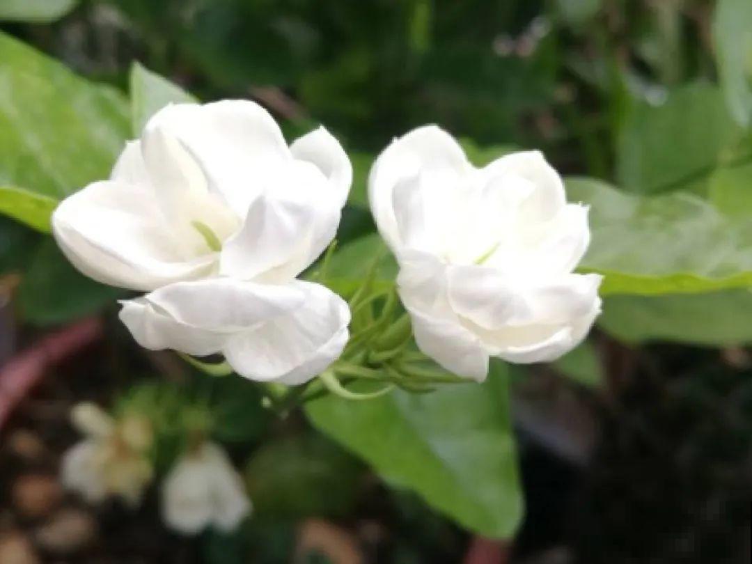 你在哪个城市，最适合养的花就是它！