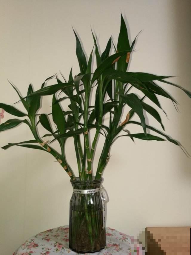 家里养盆“吉祥竹”，枝干翠绿有生机，寓意日子节节高