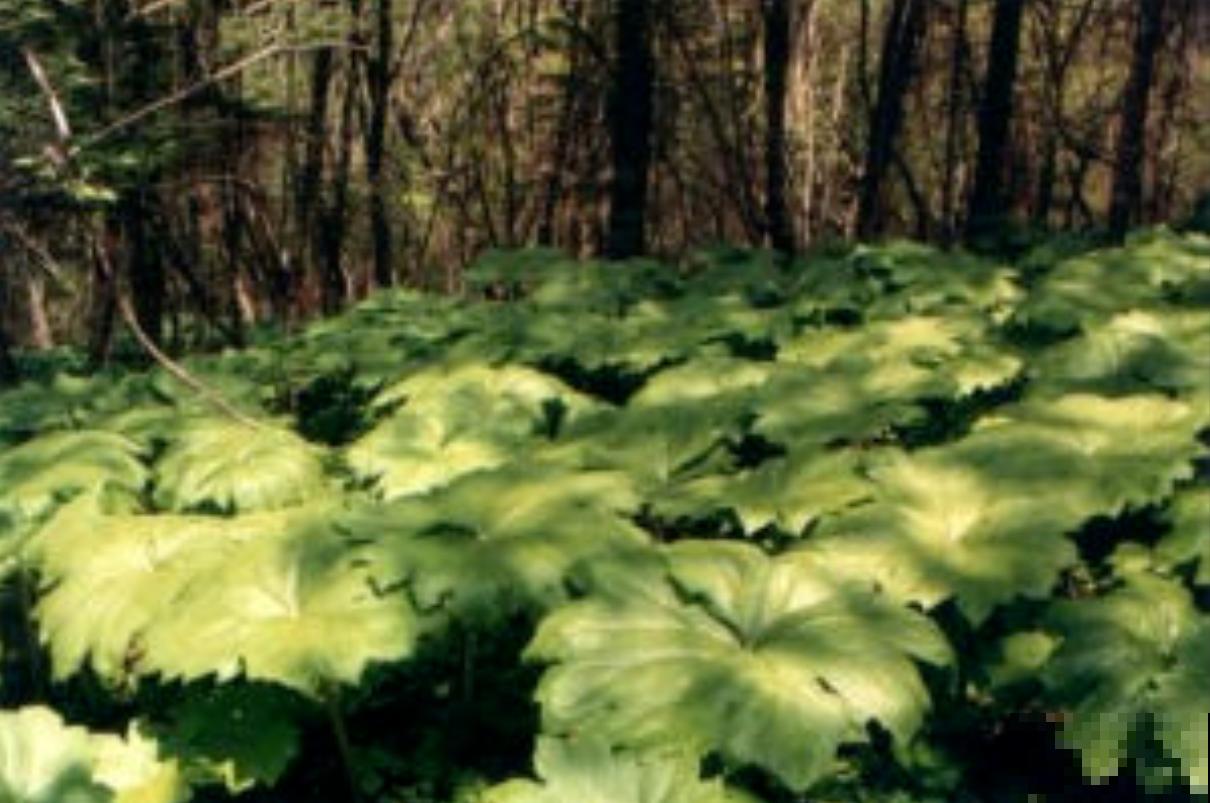 大自然的小奇迹，山上长出八角莲，太漂亮！