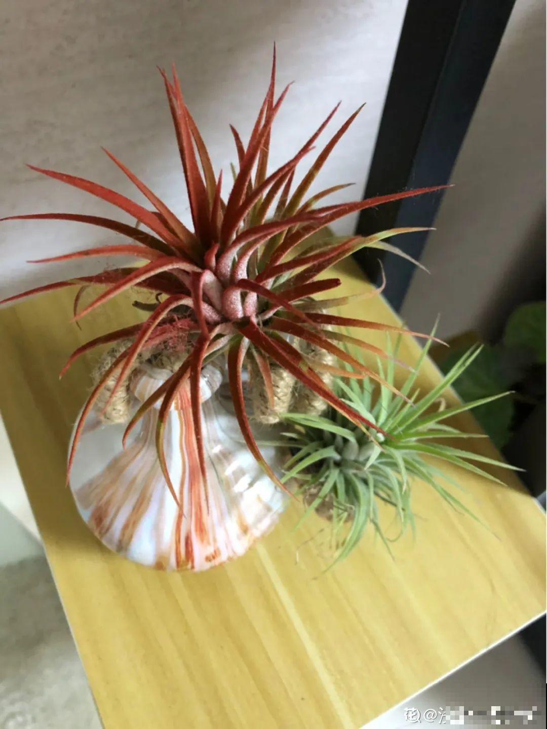 水培花只用水养，根系长得旺，太牛了！