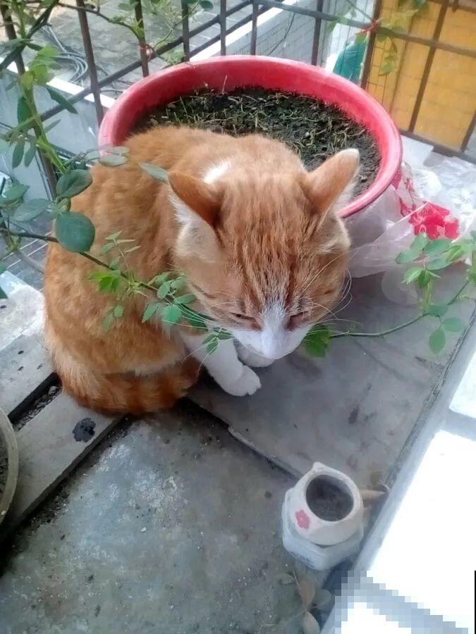 叶子被狗啃光了,还能不能活?糟心! 叶子被狗啃光了,还能不能活?糟心!