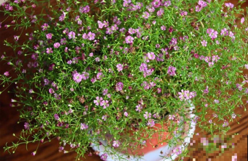 满天星干花不用买，自己就能种，干花、鲜花一起赏！