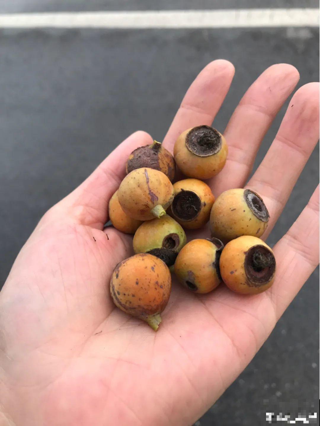 15种花，开完花就结种子，千万别丢掉