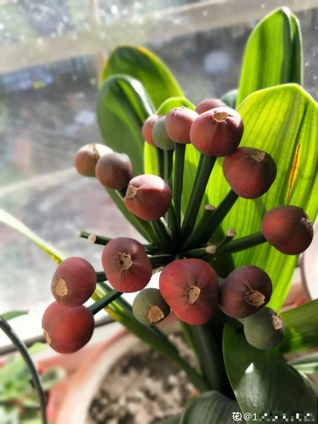 15种花，开完花就结种子，千万别丢掉