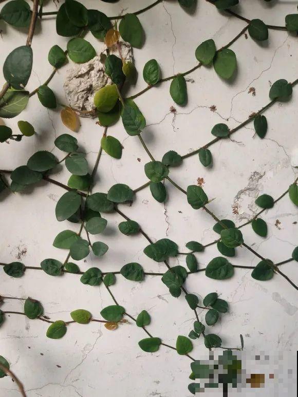 爬山虎不能随便养，爬满墙后特潮湿，还可能破坏墙体！