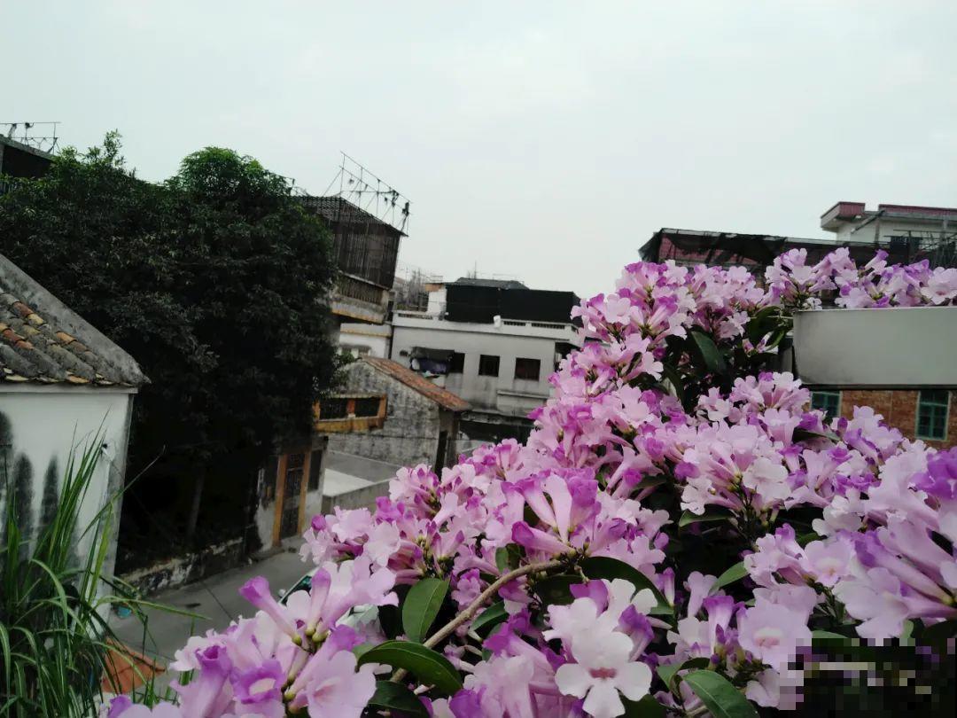 不死鸟太震撼了，长满整个屋顶，感觉都要压塌了