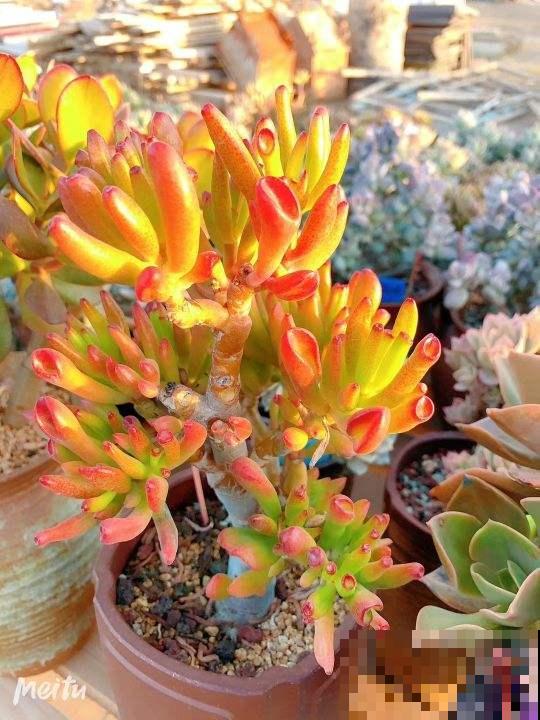 1种吸财树，叶子猛晒红彤彤，养在家里寓意好