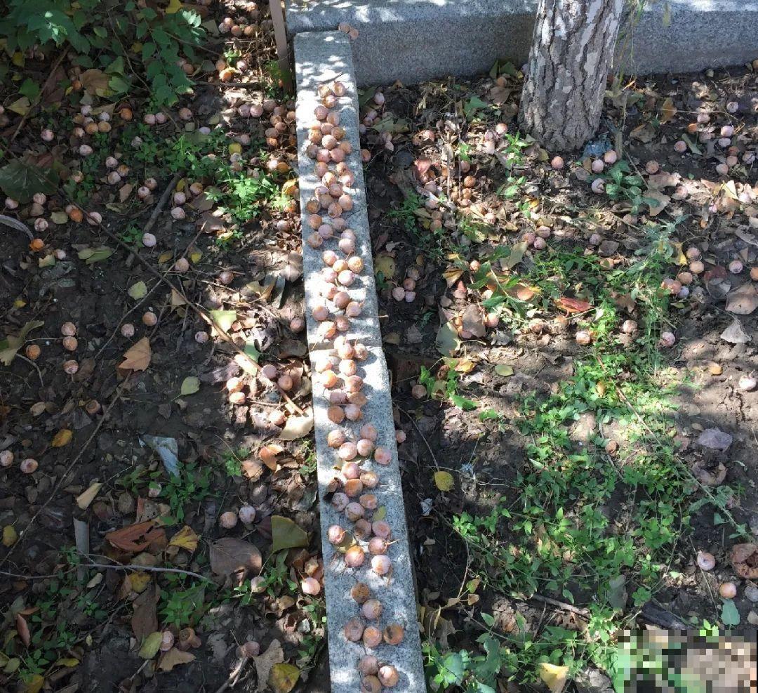 大螃蟹做花肥,秋天大补,花吃完就疯长了! 大螃蟹做花肥,秋天大补,花吃完就疯长了!