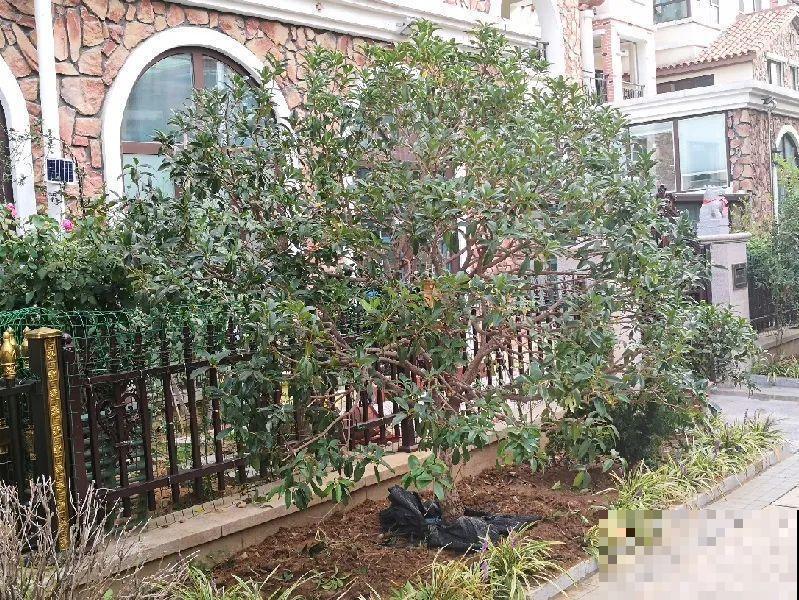 50年的桂花树,卖了5万块钱,大家觉得值吗? 50年的桂花树,卖了5万块钱,大家觉得值吗?