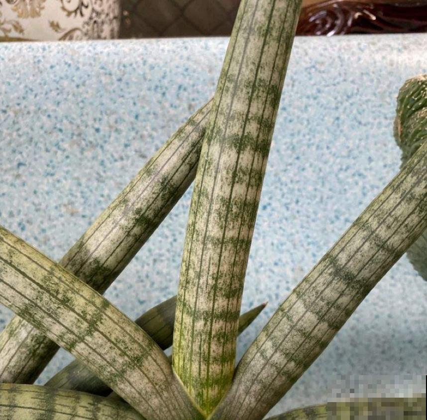 虎尾兰冬天很脆弱，肥水都少用，用多了就犯病！