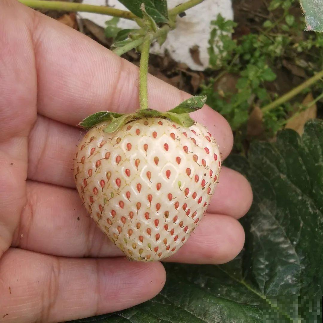 秋天养盆草莓，很快就开花，还能结果子