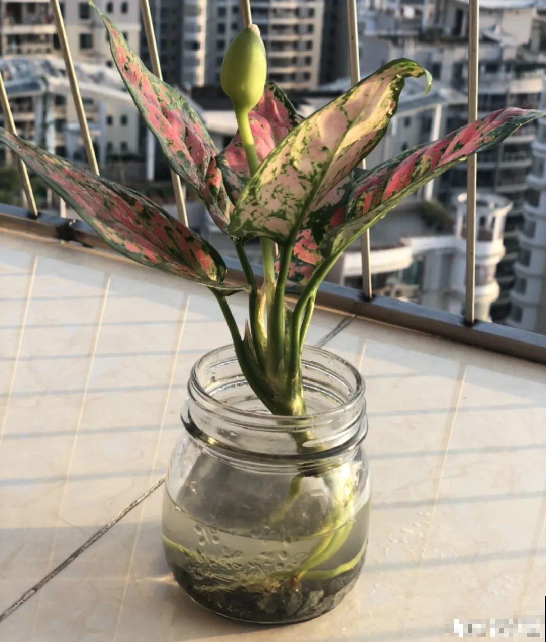 6种花水培更好,方便还干净,开花一串串 6种花水培更好,方便还干净,开花一串串