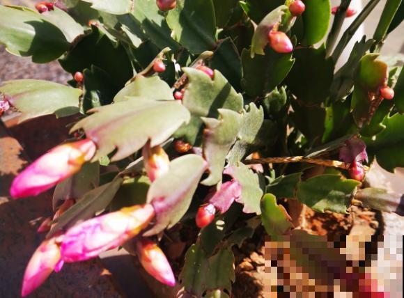 3种植物即将开花，花量大还特美丽，不入手很可惜！