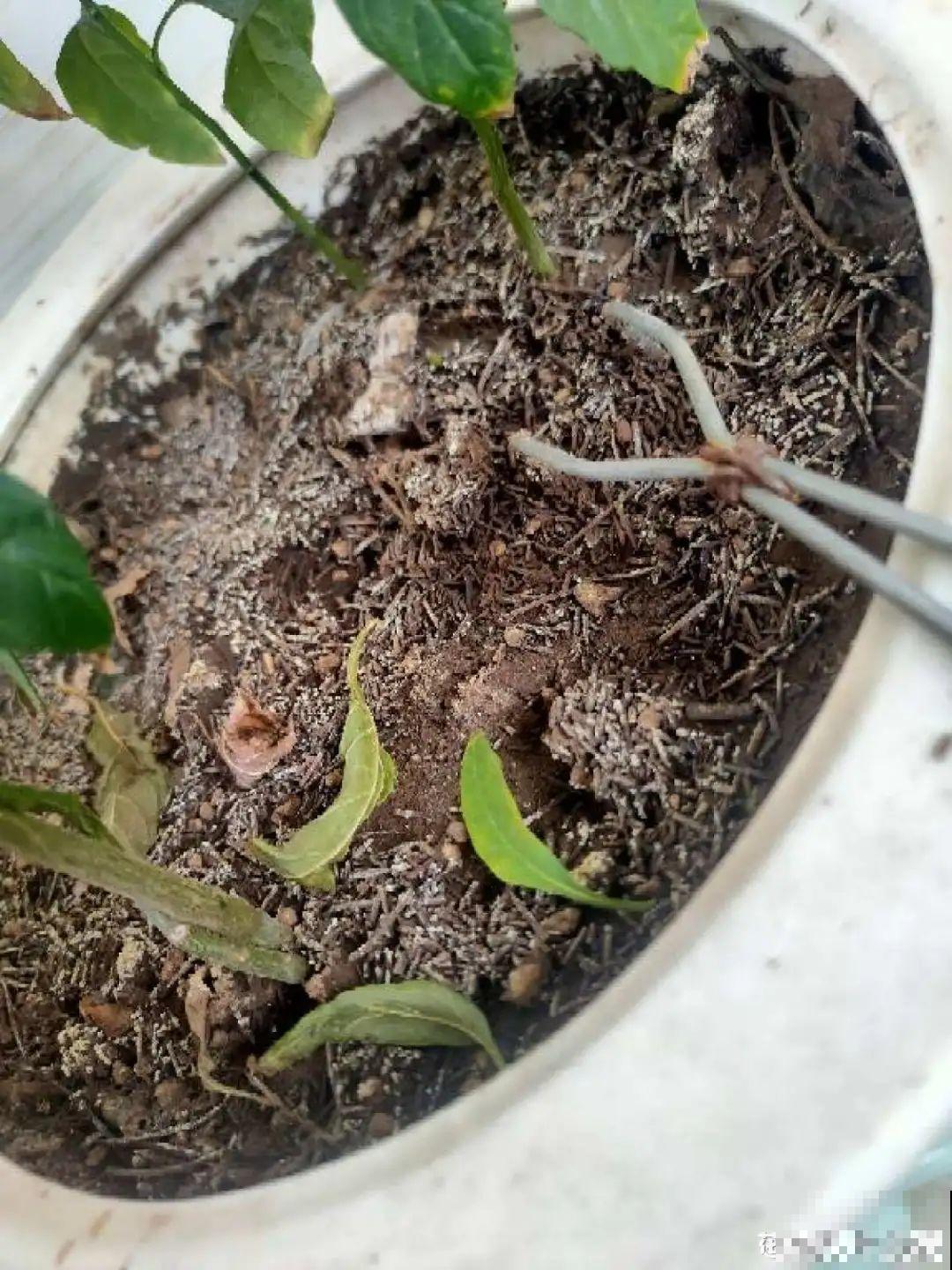 盆土表面长白霜，要赶紧清理，不然花都死了
