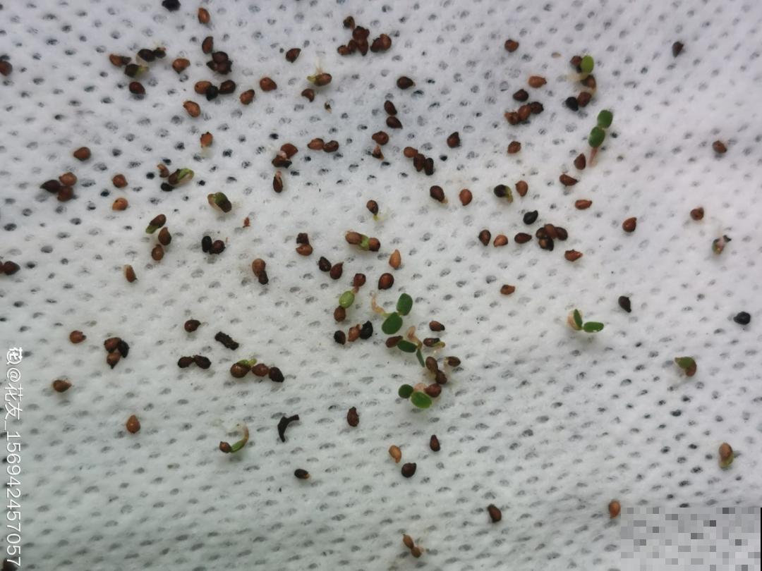 卫生纸催芽法，3天就出芽，根把纸都扎破了！
